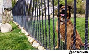 Rattlesnake Fencing
